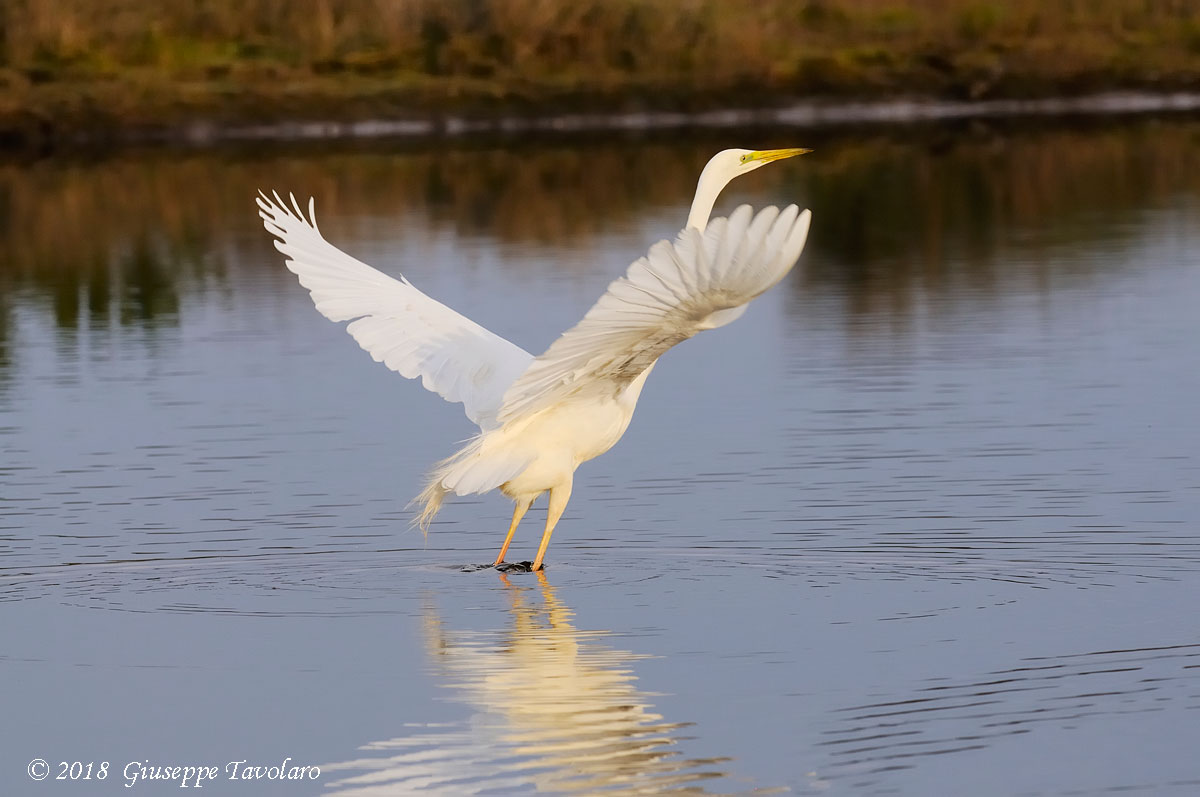 Airone bianco maggiore (Casmerodius albus)