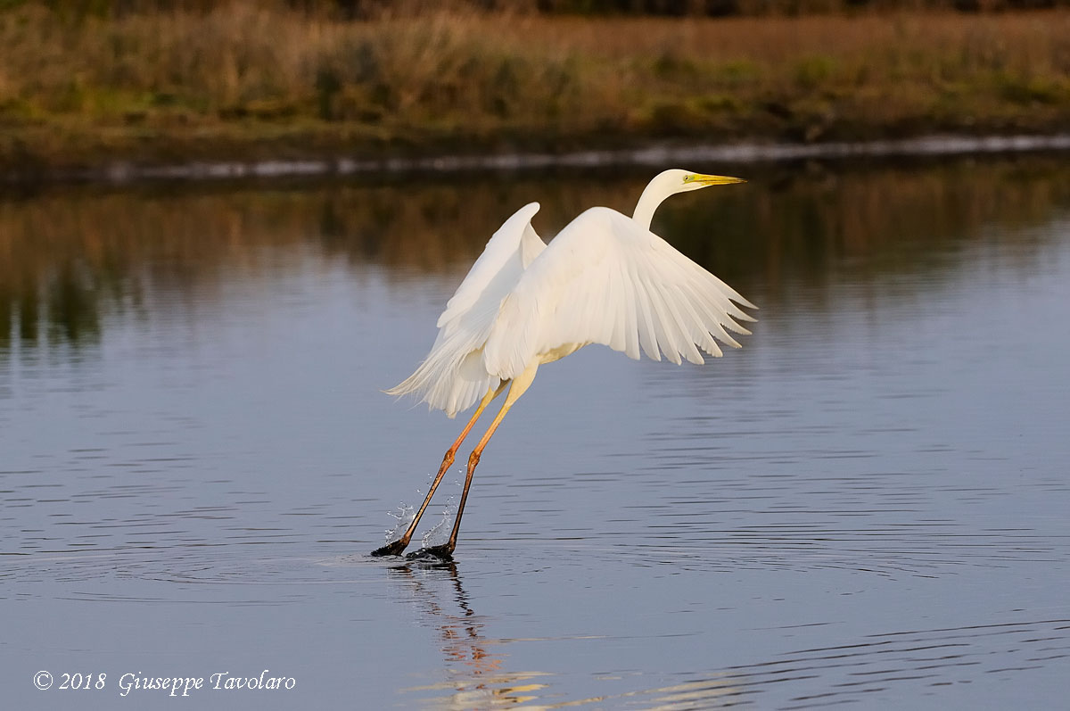 Airone bianco maggiore (Casmerodius albus)