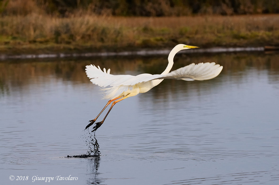 Airone bianco maggiore (Casmerodius albus)