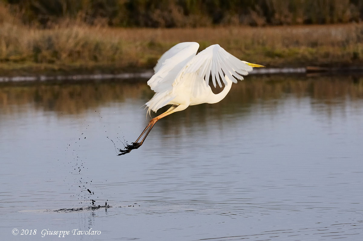 Airone bianco maggiore (Casmerodius albus)