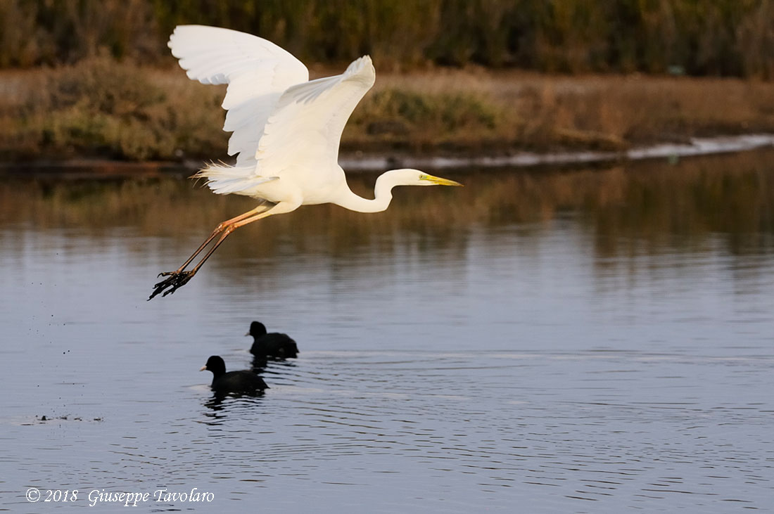 Airone bianco maggiore (Casmerodius albus)