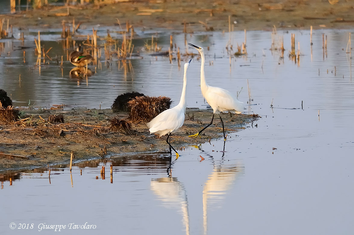 Garzetta (Egretta garzetta) in corteggiamento.