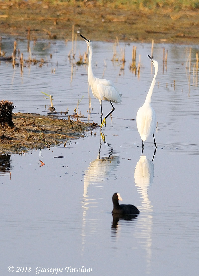 Garzetta (Egretta garzetta) in corteggiamento.