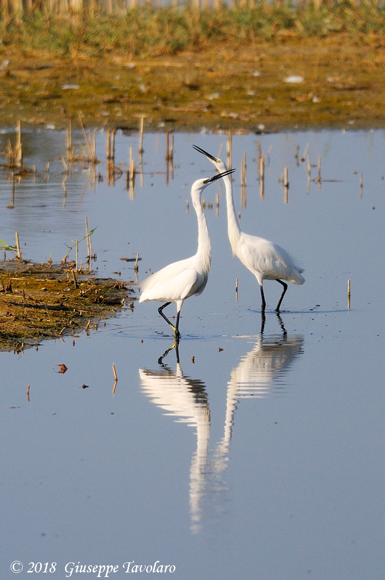 Garzetta (Egretta garzetta) in corteggiamento.