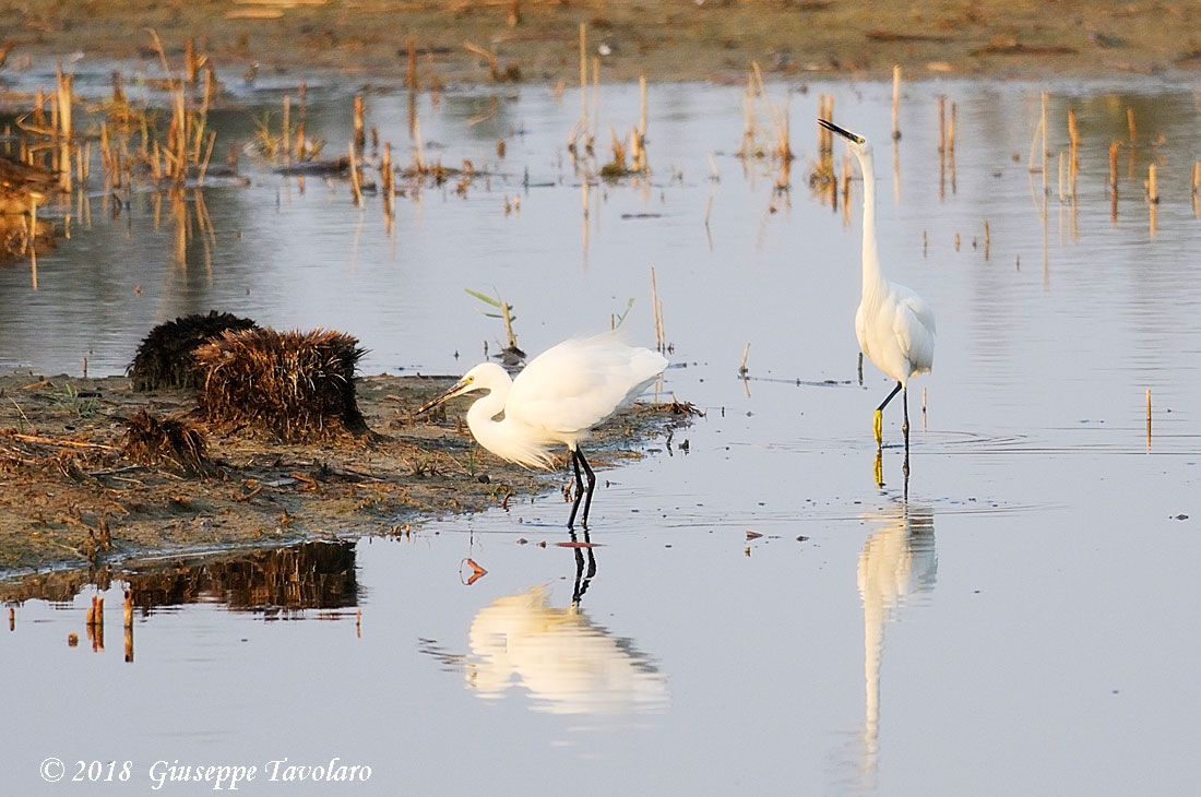 Garzetta (Egretta garzetta) in corteggiamento.