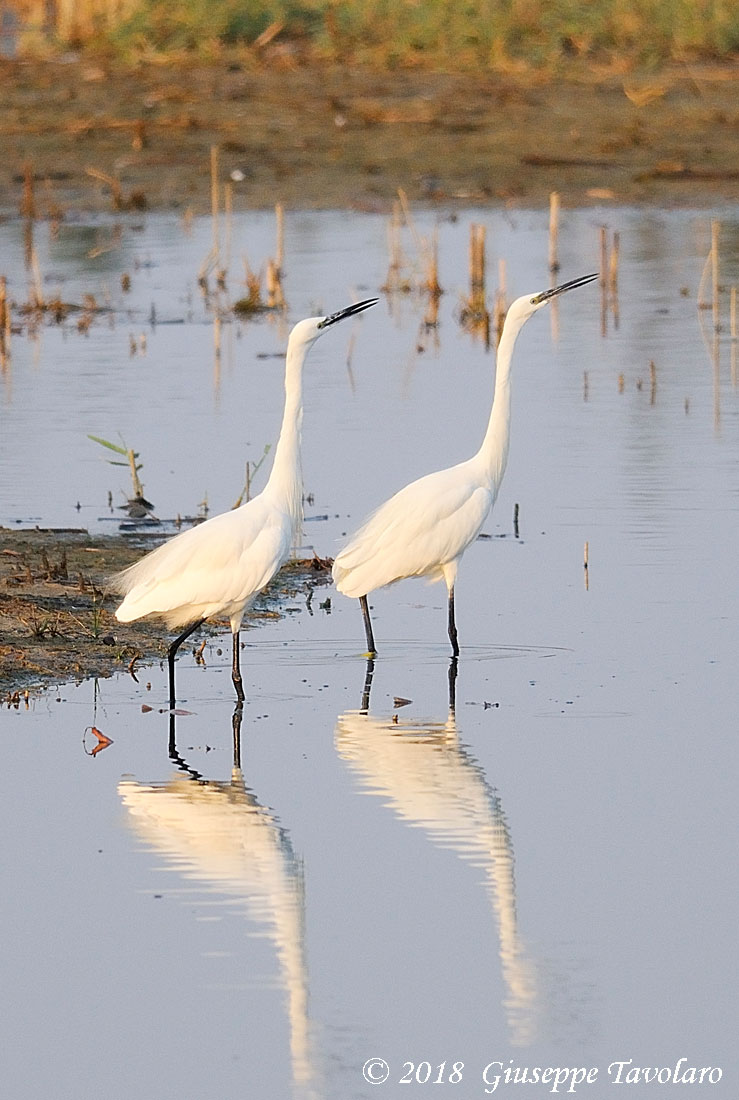 Garzetta (Egretta garzetta) in corteggiamento.