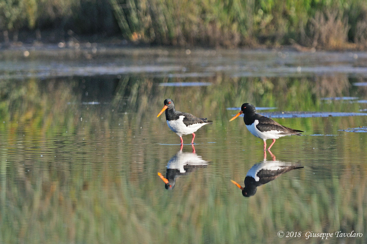 Beccacce di mare (Haematopus ostralegus)