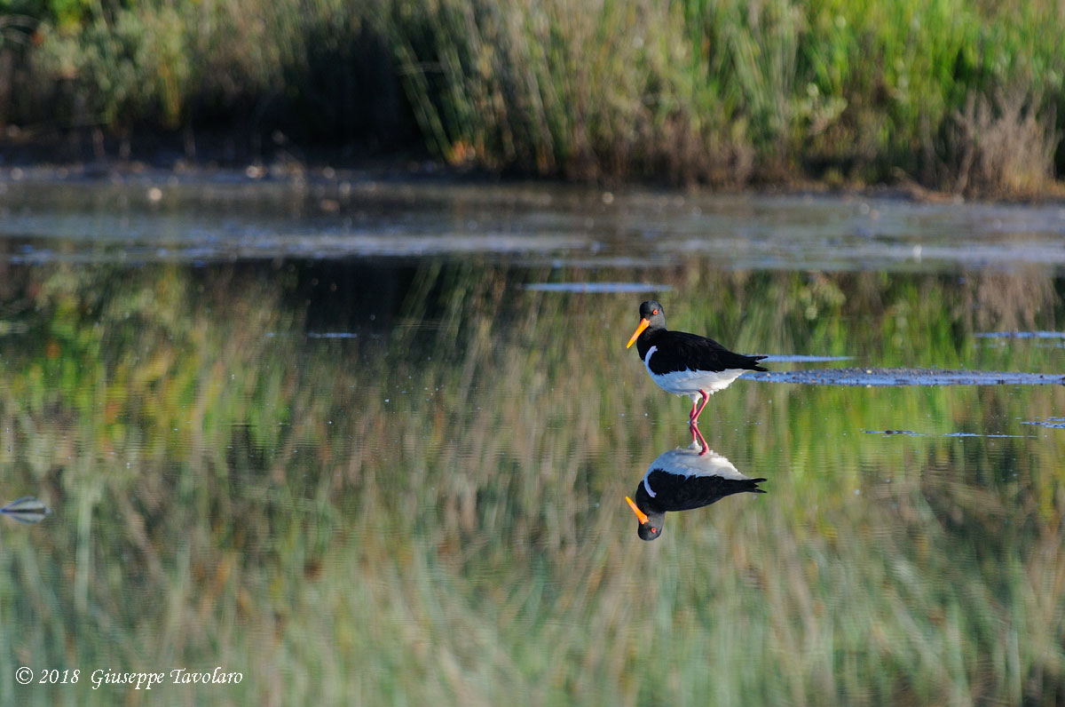 Beccacce di mare (Haematopus ostralegus)