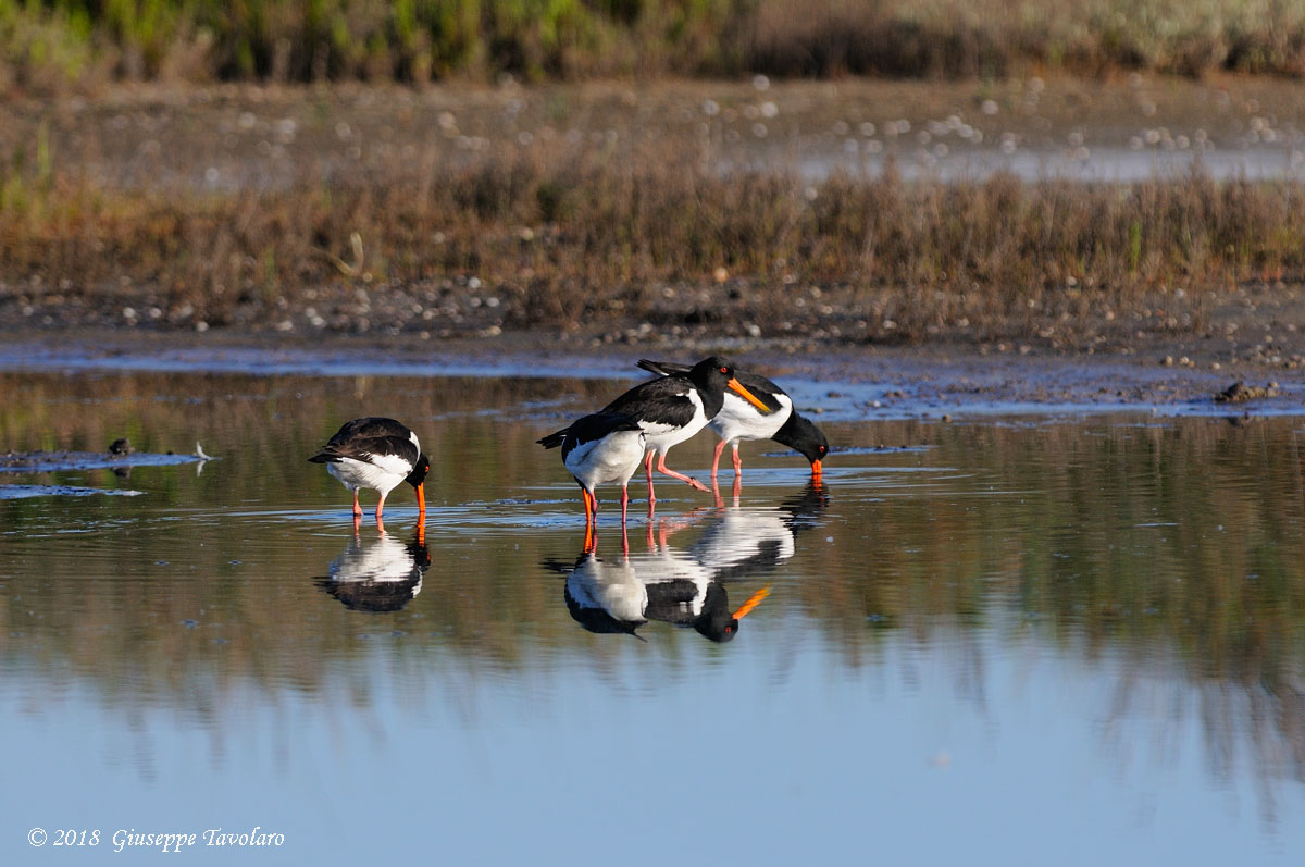 Beccacce di mare (Haematopus ostralegus)