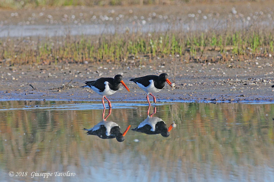 Beccacce di mare (Haematopus ostralegus)