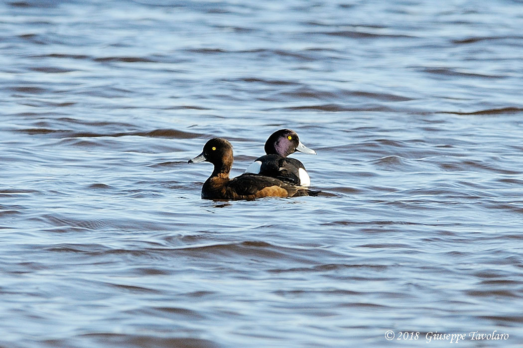 Morette (Aythya fuligula)