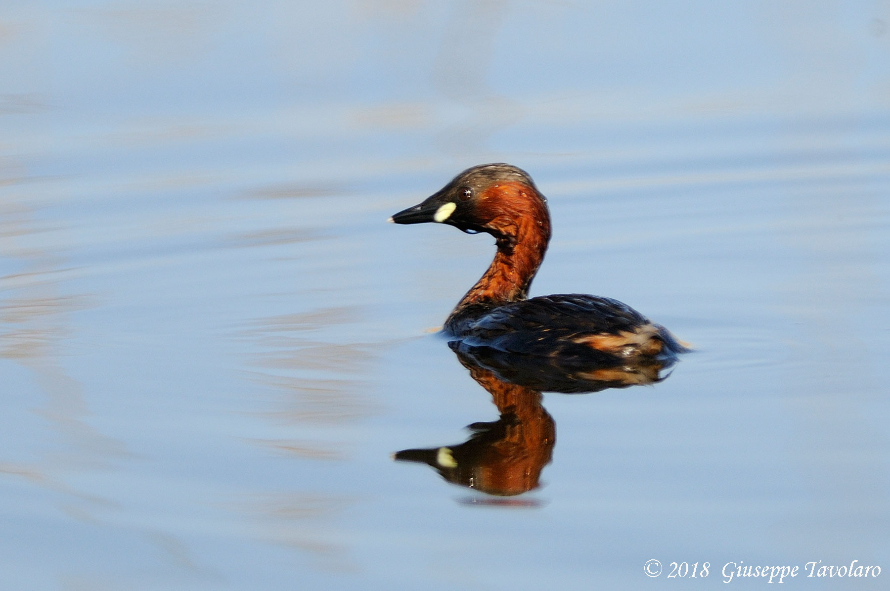 Tuffetto (Tachybaptus Ruficollis)