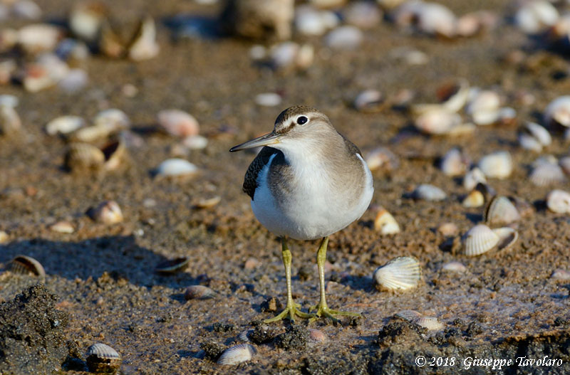 Piro piro Piccolo (Actitis hypoleucos)