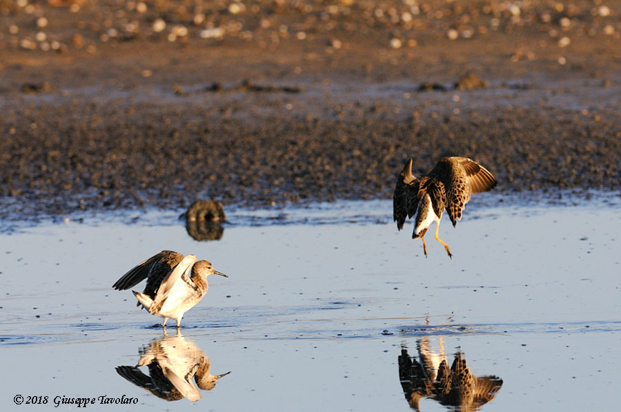 Combattenti (Philomachus pugnax)