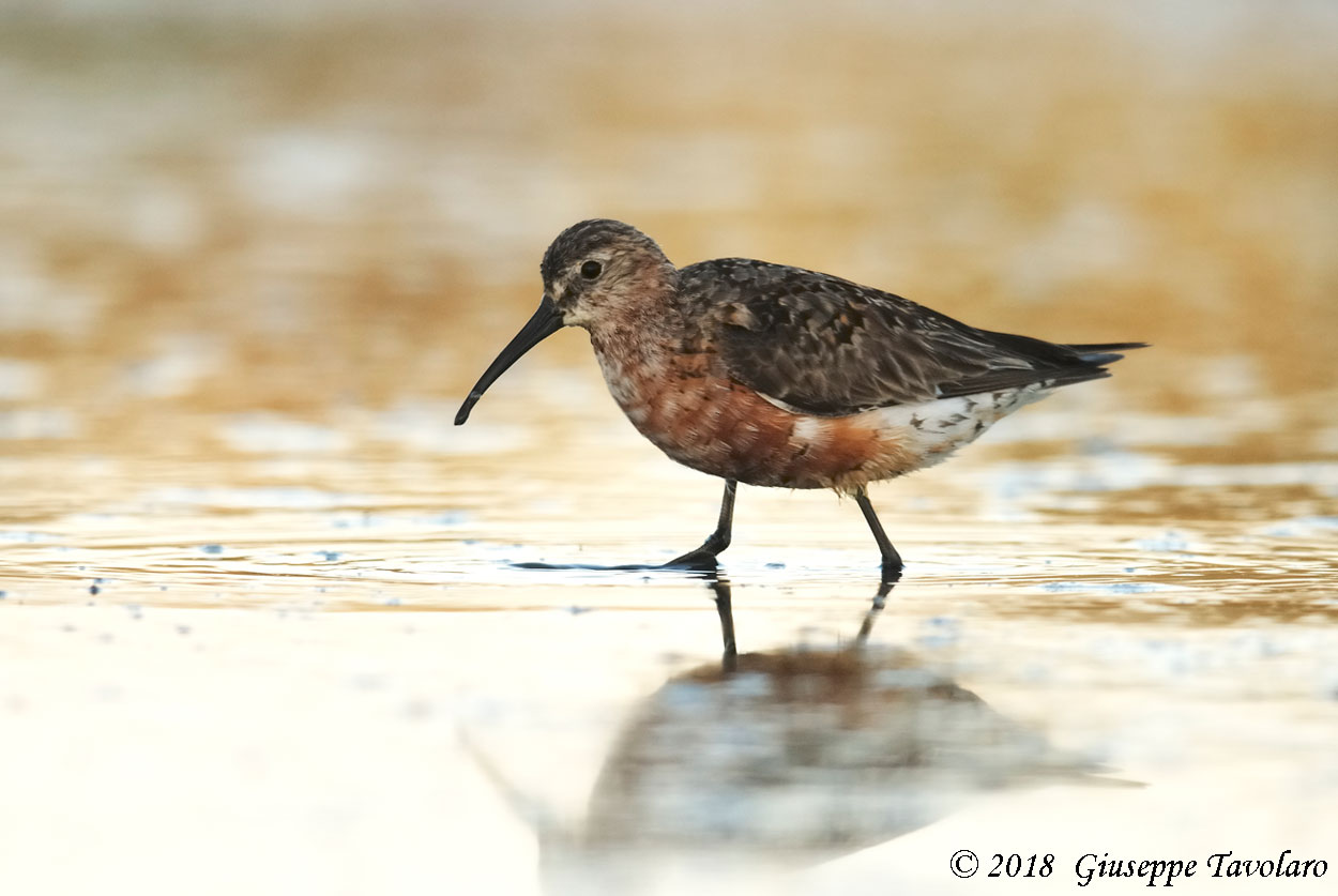 Piovanello comune (Calidris ferruginea)