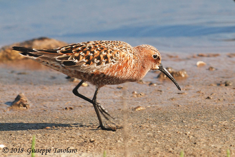 Piovanello comune (Calidris ferruginea)