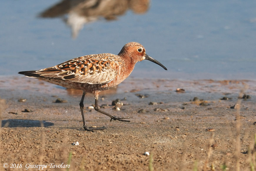 Piovanello comune (Calidris ferruginea)