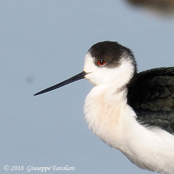 Cavaliere d''Italia (Himantopus himantopus)