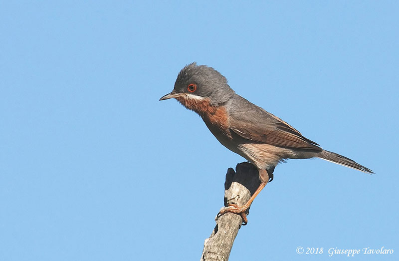 Sterpazzolina (Sylvia cantillans)