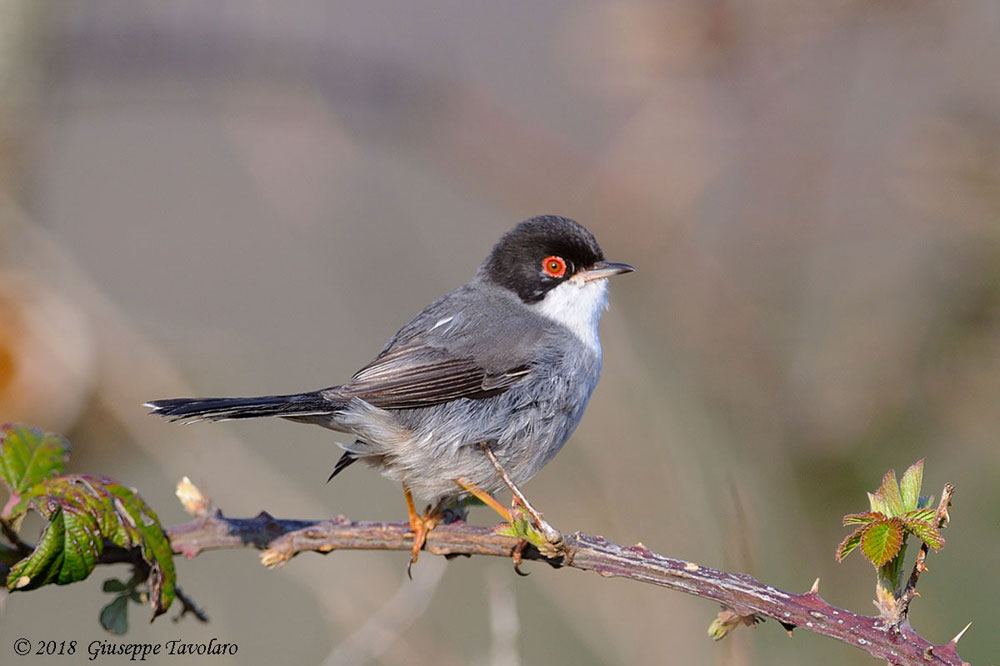 Occhiocotto (Sylvia melanocephala)