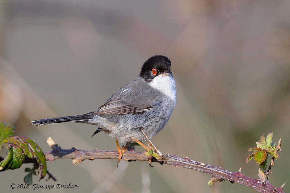 Occhiocotto (Sylvia melanocephala)