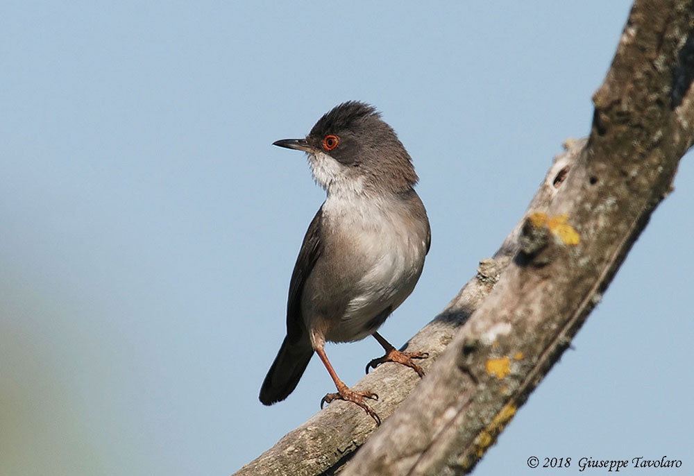 Occhiocotto (Sylvia melanocephala)