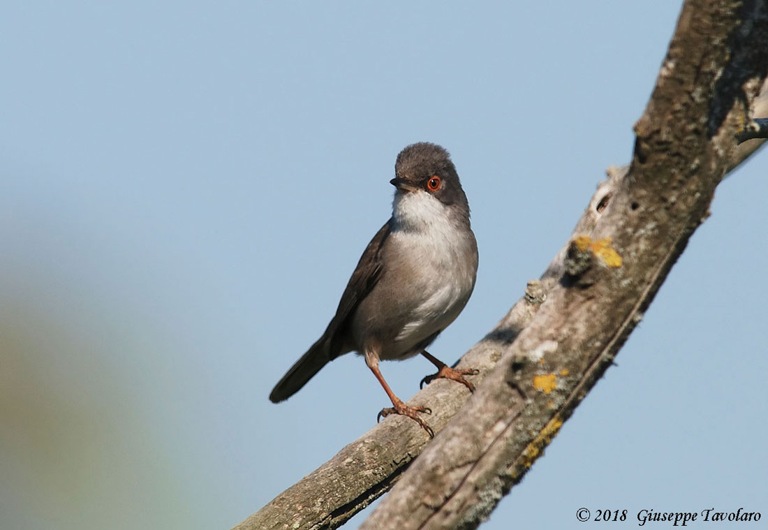 Occhiocotto (Sylvia melanocephala)