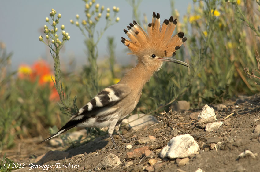 Upupa (Upupa epops)