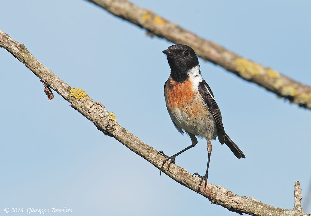 Saltimpalo (Saxicola rubicola)