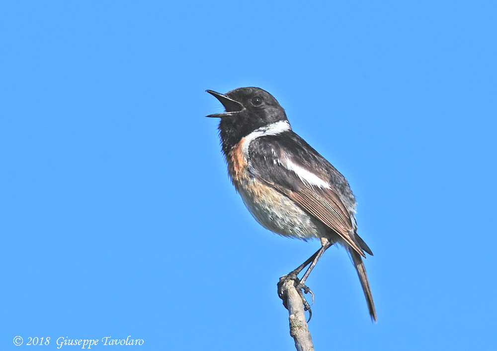 Saltimpalo (Saxicola rubicola)