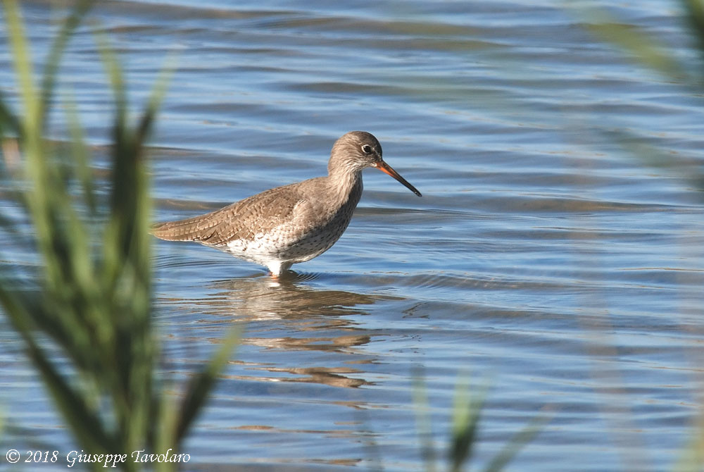 Totano moro (Tringa erythropus)