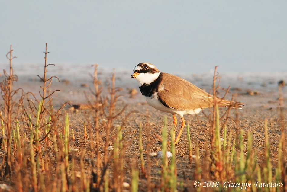 Corriere grosso (Charadrius hyaticula)