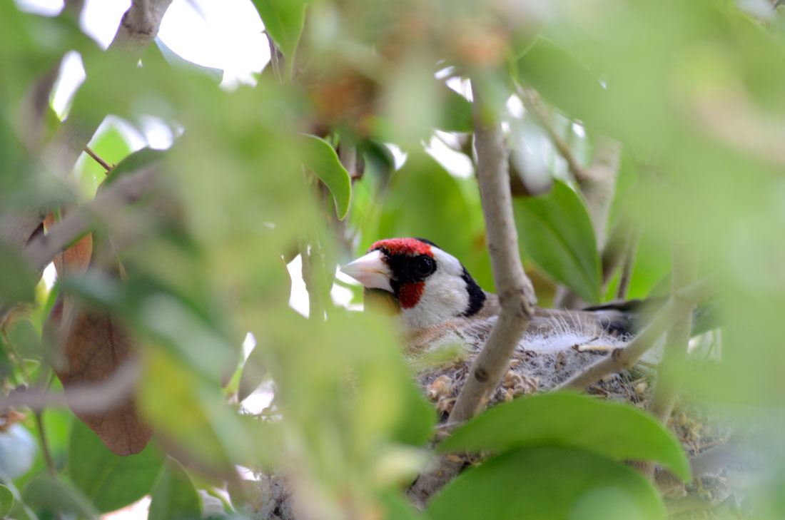 Cardellina (Carduelis carduelis)