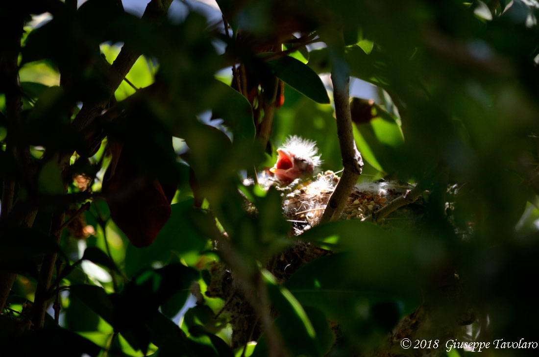 Cardellina (Carduelis carduelis)