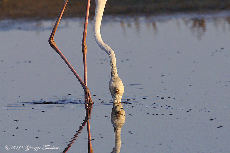 I miei Fenicotteri (Phoenicopterus ruber)