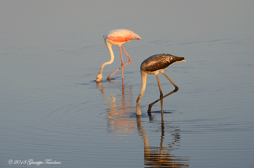 I miei Fenicotteri (Phoenicopterus ruber)