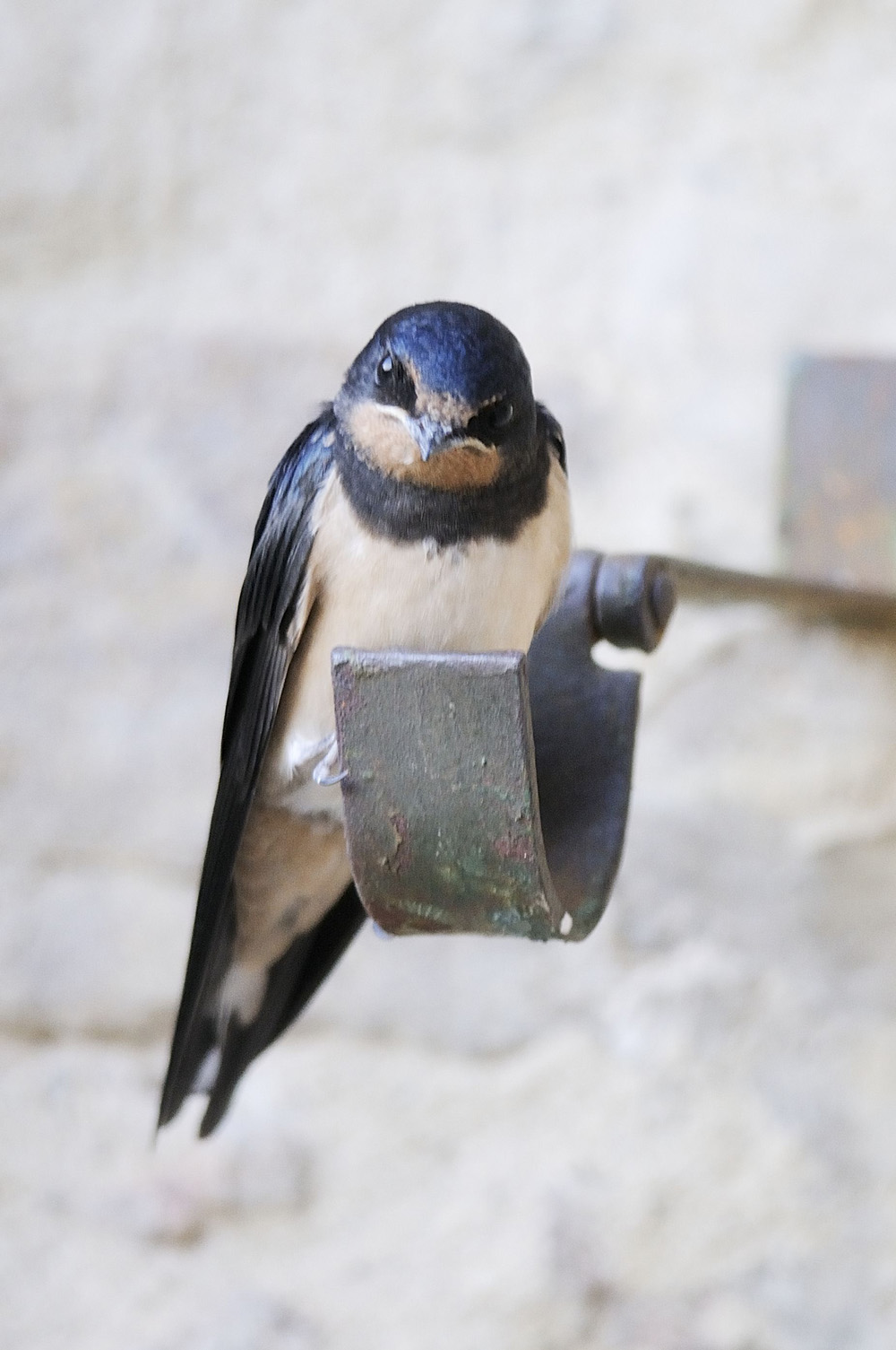 giovane di Hirundo rustica