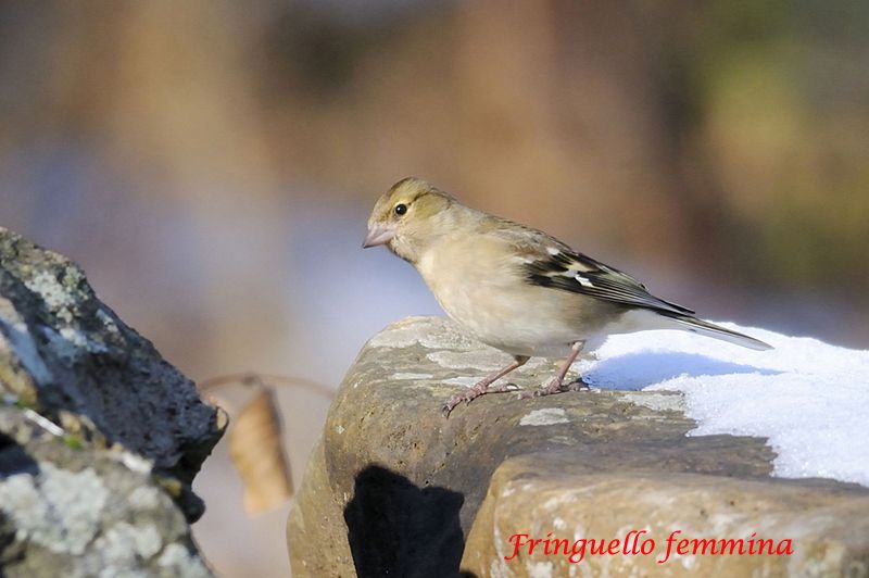 giovane.....Fringilla coelebs