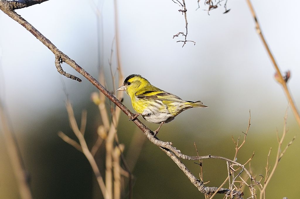 Lucherino (Carduelis spinus)