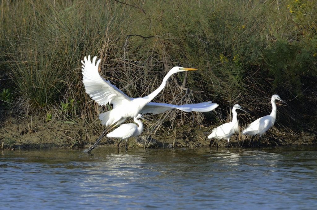 Airone bianco maggiore e Garzette