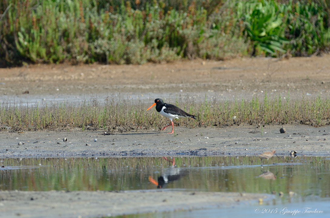 Beccaccia di mare (Haematopus ostralegus)