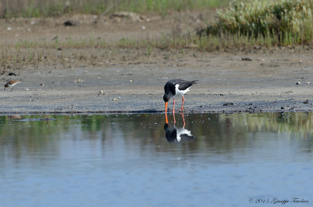 Beccaccia di mare (Haematopus ostralegus)