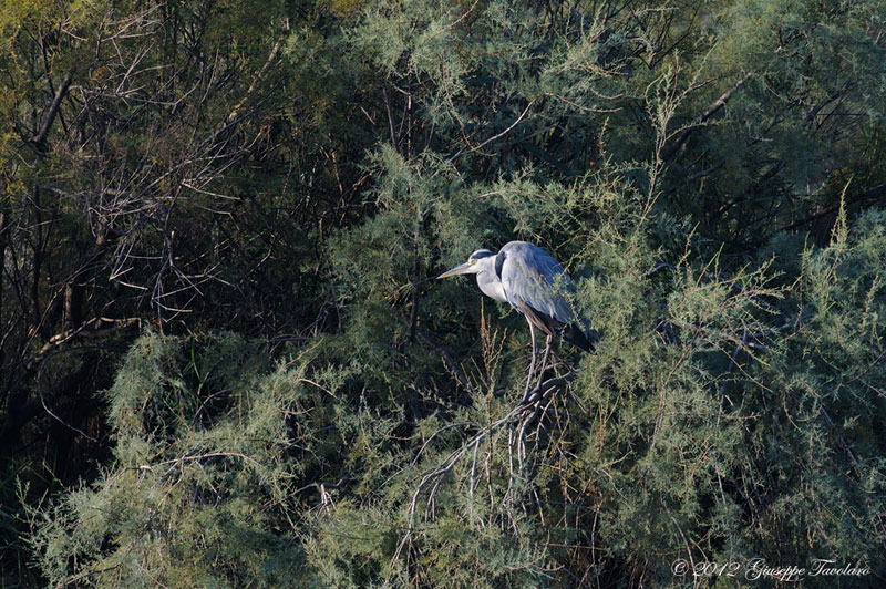 Airone cenerino (Ardea cinerea) su albero