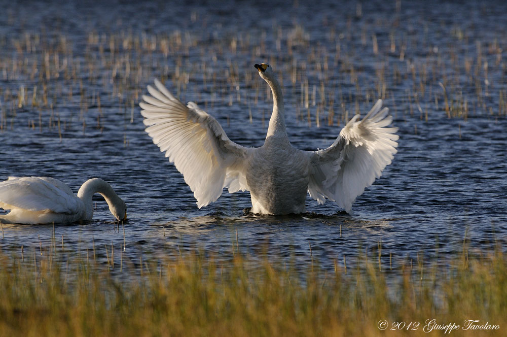 Cigno selvatico (Cygnus cygnus).