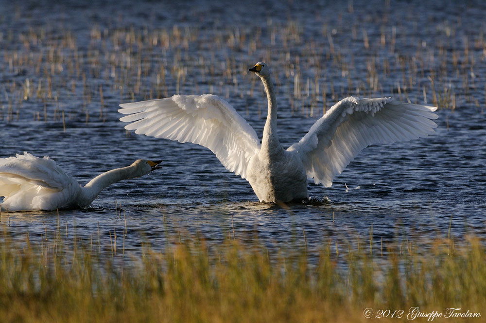 Cigno selvatico (Cygnus cygnus).