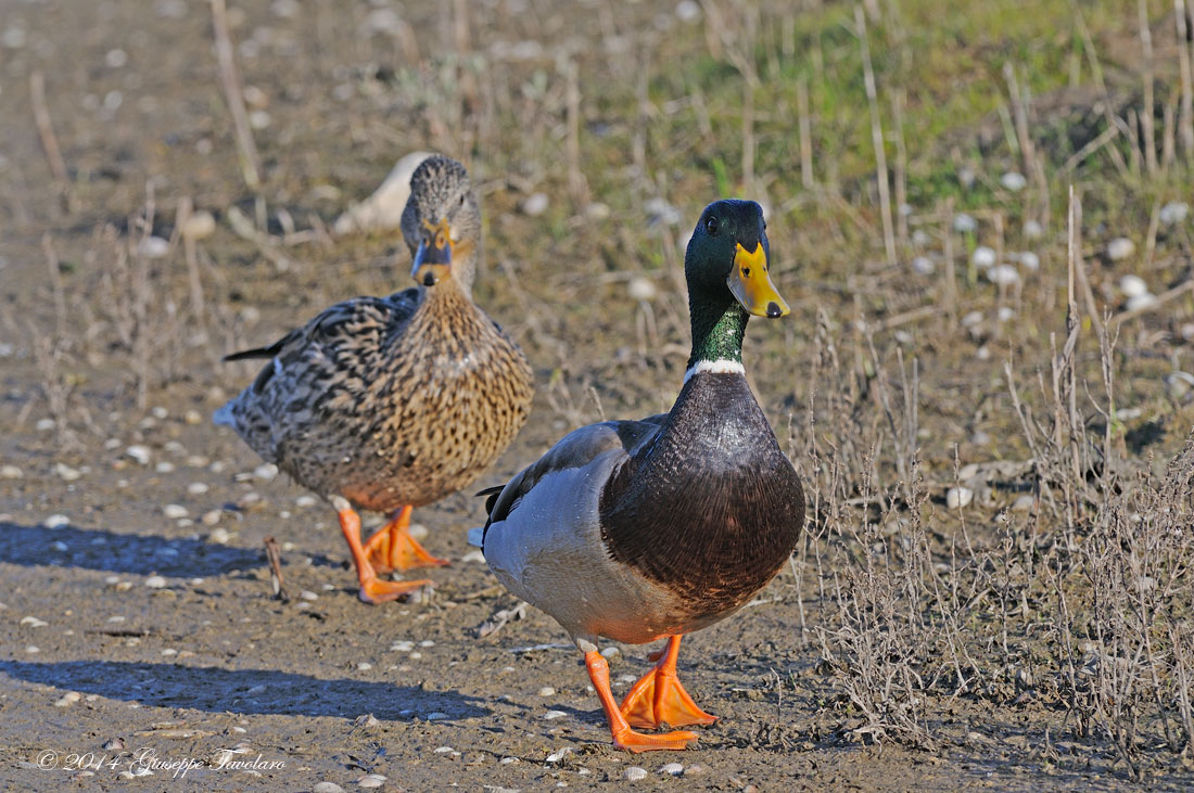 Germani reali (Anas platyrhynchos)