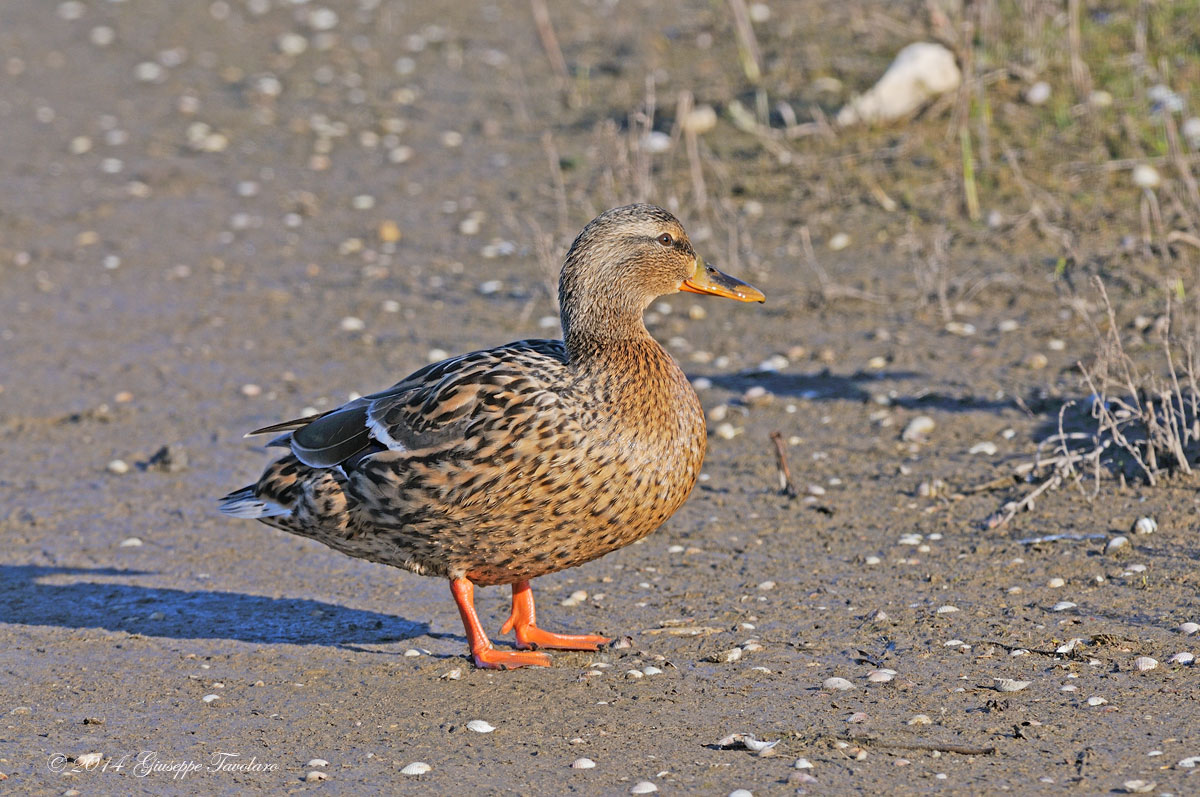 Germani reali (Anas platyrhynchos)