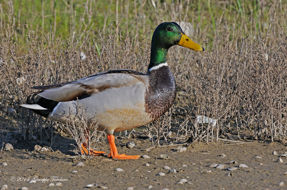 Germani reali (Anas platyrhynchos)