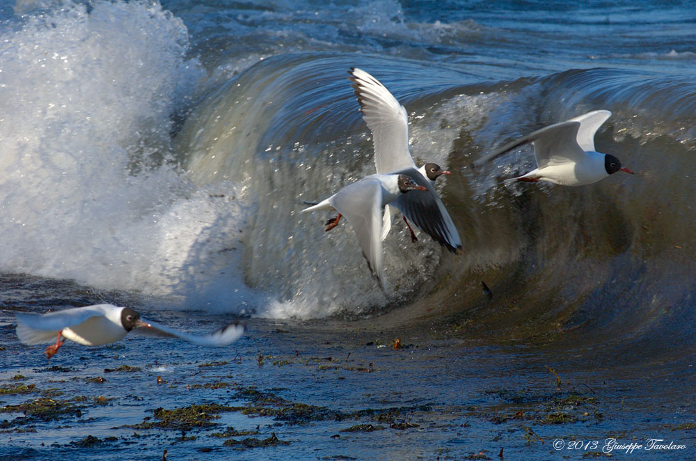 Gabbiani comuni (Chroicocephalus [ex Larus] ridibundus) tra le onde