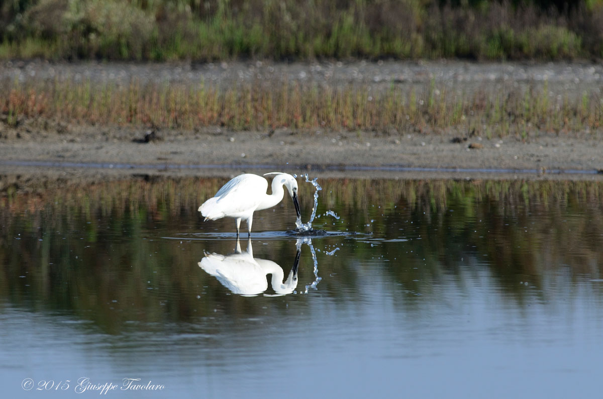 Garzetta (Egretta garzetta) in caccia